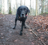 Edinburg Tripawd Radar