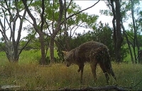 Resilient Three Legged Coyote