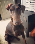 Sadie the Doberman Tripawd