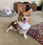 Shadow the Corgi Tripawd