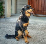 Sheba Rottie Tripawd