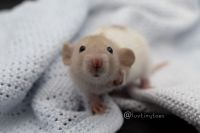 Domestic rat Tripawd Stompie