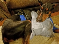 TobyDobe