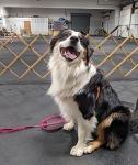 Three legged Australian Shepherd Puppy Tripp