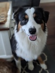 Three legged Australian Shepherd Puppy Tripp