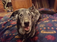 Tripawd senior dog Tucker