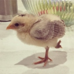 one-legged chicken Una