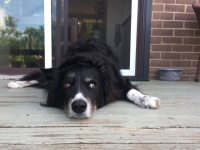 Senior Amputee Dog Ziggy