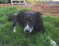 Senior Amputee Dog Ziggy