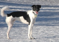 Roxy from Alberta