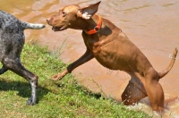 Three Legged AKC Award Winning Vizsla Hunting Dog Bart