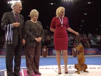 Tripawd Vizsla Bart Wins AKC ACE Award