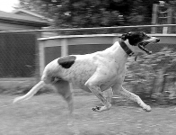 Three Legged Grey Hound Dexter Running