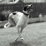 Three Legged Grey Hound Dexter Running
