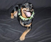 three legged rottie dymond