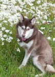 Three Legged Rescue Malamute Peg