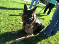 SoCal Tripawds Pawty