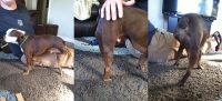 Tripawd French Bulldog Luxating Patella