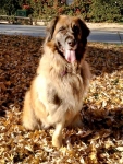 Three Legged Leonberger Nollie