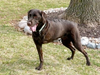 Three Legged Chocolate Labrador Retriever Charley