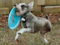 Three Legged Schnauzer Piper