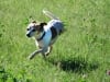 Three Legged Dog Pearl