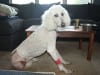 Cadence Three Legged Standard Poodle 2 Days Post-Op