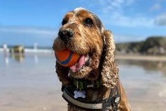 Three legged Cocker Spaniel Cesar