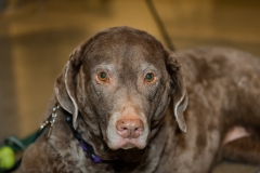 Scout from CSU pet cancer clinical trials