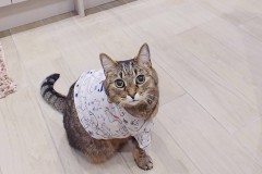 Yum Yum Senior Tripawd Cat Recovery