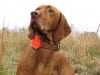 AKC Master Hunting Tripawd Viszla Bart