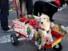 Tripawd Princess Shelby in her Red Wagon