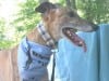 Three Legged Greyhound with Tripawds Bandana