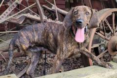 Echo Rescue Monroe County TN