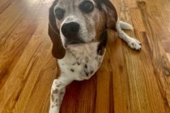 LeBeau the Beagle Tripawd