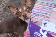 Tripawd Whiskey after amputation surgery