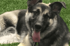 Tripawd German Shepherd