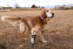 Alice the Tripawd from CSU