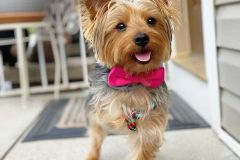 Three-legged Yorkie Barry