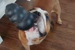 Bender the Myxosarcoma Bulldog