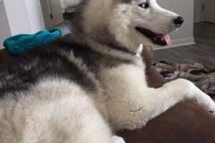 Billy three legged husky
