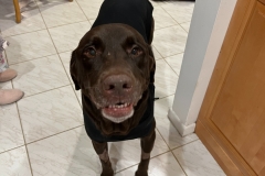 Bo the Chocolate Lab Recovers from Amputation Surgery
