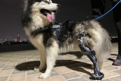 Boris the Husky Tripawd with Prosthetic Leg