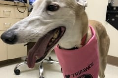 Bowie the Tripawd Greyhound