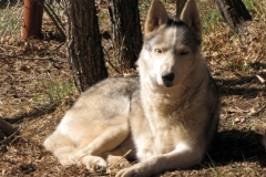 Calpurnia Husky Tripawd