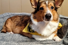 Charles Corgi Tripawd