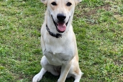 Tripawd Chloe Needs FHO surgery
