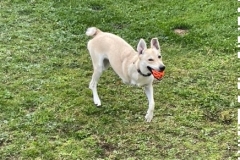 Tripawd Chloe Needs FHO surgery