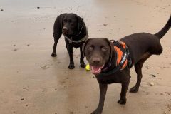 Cheeky Coco Tripawd Chocolate Lab