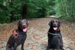Cheeky Coco Tripawd Chocolate Lab